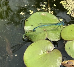 Paracercion plagiosum