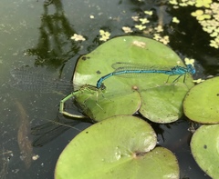 Paracercion plagiosum