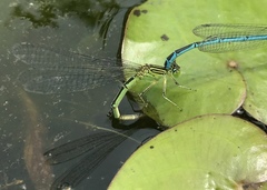 Paracercion plagiosum