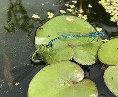 Paracercion plagiosum