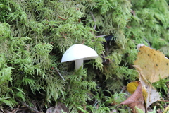 Hygrophorus piceae