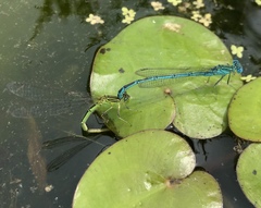 Paracercion plagiosum