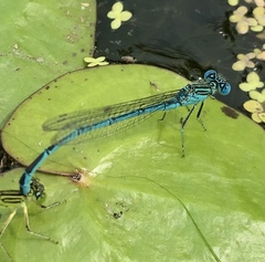 Paracercion plagiosum