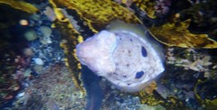 Sepia mestus