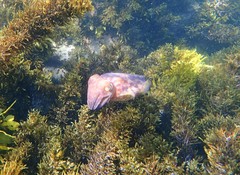 Sepia mestus