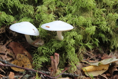 Hygrophorus piceae