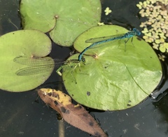 Paracercion plagiosum