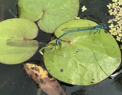 Paracercion plagiosum