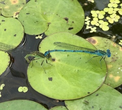 Paracercion plagiosum