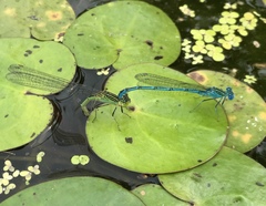 Paracercion plagiosum