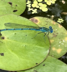 Paracercion plagiosum