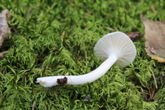 Hygrophorus piceae
