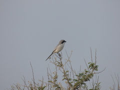 Lanius excubitor