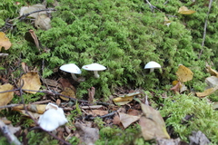 Hygrophorus piceae