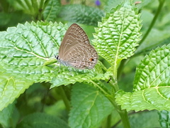 Anthene emolus goberus