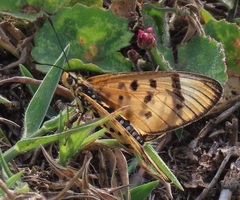 Acraea nohara