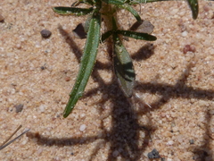 Polycarena batteniana
