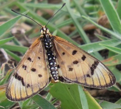 Acraea nohara
