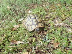 Testudo hermanni boettgeri