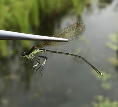 Pseudocopera rubripes