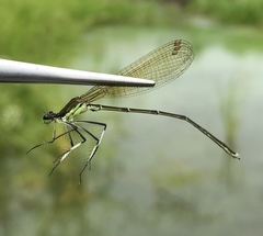Pseudocopera rubripes