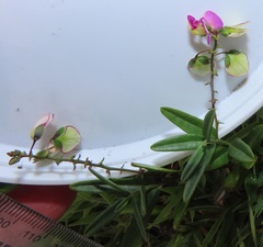 Polygala sphenoptera