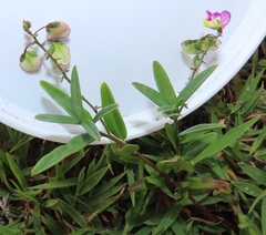 Polygala sphenoptera