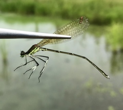 Pseudocopera rubripes