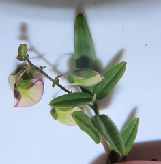 Polygala sphenoptera