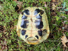 Testudo hermanni boettgeri