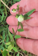 Polygala sphenoptera