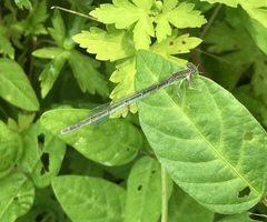 Paracercion hieroglyphicum