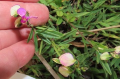 Polygala sphenoptera