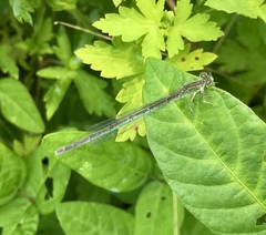 Paracercion hieroglyphicum