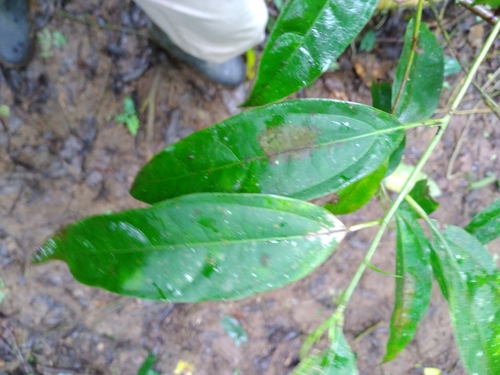 Aiouea obscura
