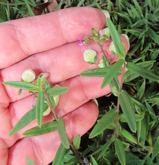 Polygala sphenoptera
