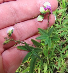 Polygala sphenoptera