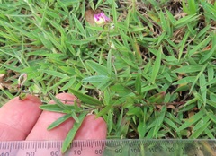 Polygala sphenoptera