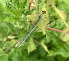 Paracercion hieroglyphicum