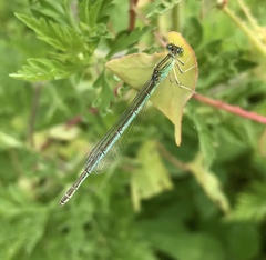 Paracercion hieroglyphicum