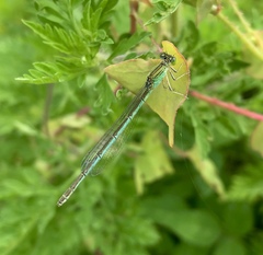 Paracercion hieroglyphicum