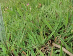 Polygala sphenoptera