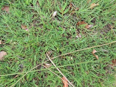 Polygala sphenoptera