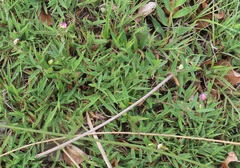 Polygala sphenoptera