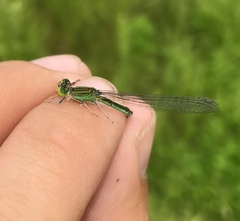 Paracercion hieroglyphicum