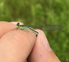 Paracercion hieroglyphicum