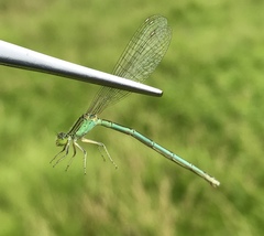 Paracercion hieroglyphicum