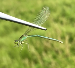 Paracercion hieroglyphicum