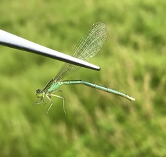 Paracercion hieroglyphicum