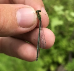 Paracercion hieroglyphicum